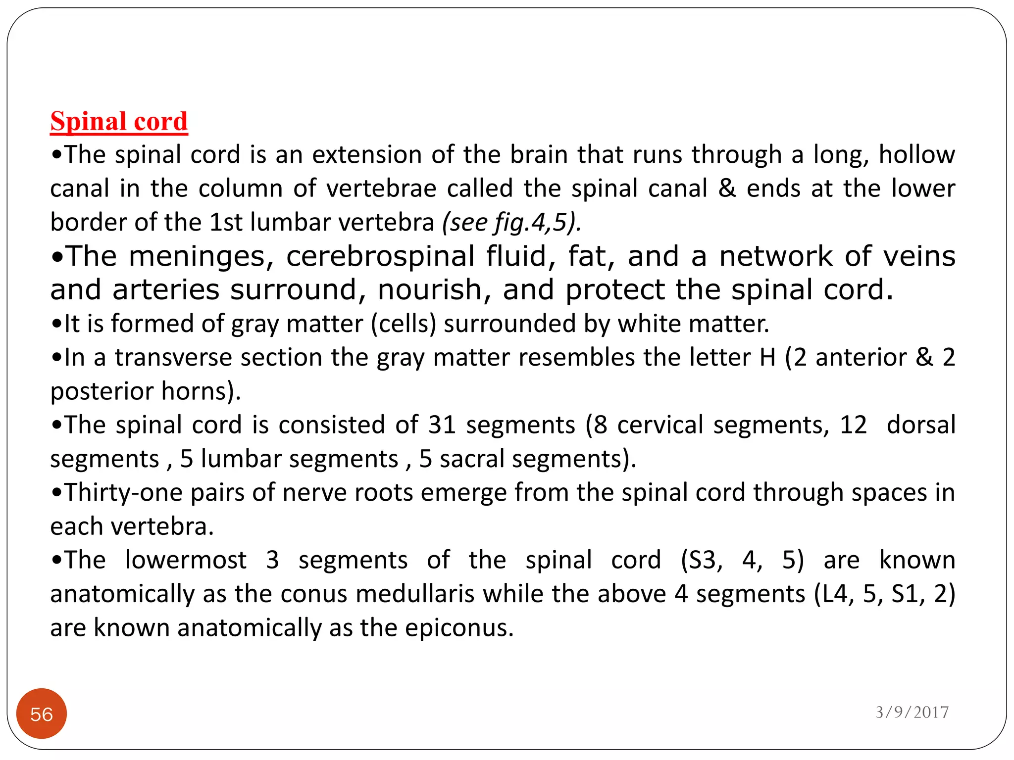 3/9/201756
Spinal cord
•The spinal cord is an extension of the brain that runs through a long, hollow
canal in the column of vertebrae called the spinal canal & ends at the lower
border of the 1st lumbar vertebra (see fig.4,5).
•The meninges, cerebrospinal fluid, fat, and a network of veins
and arteries surround, nourish, and protect the spinal cord.
•It is formed of gray matter (cells) surrounded by white matter.
•In a transverse section the gray matter resembles the letter H (2 anterior & 2
posterior horns).
•The spinal cord is consisted of 31 segments (8 cervical segments, 12 dorsal
segments , 5 lumbar segments , 5 sacral segments).
•Thirty-one pairs of nerve roots emerge from the spinal cord through spaces in
each vertebra.
•The lowermost 3 segments of the spinal cord (S3, 4, 5) are known
anatomically as the conus medullaris while the above 4 segments (L4, 5, S1, 2)
are known anatomically as the epiconus.
 