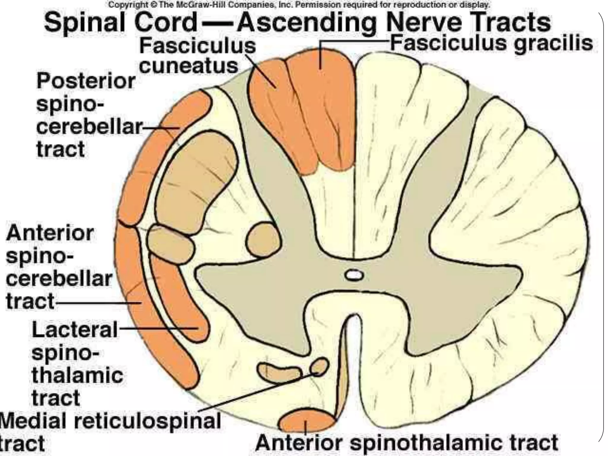 3/9/2017
Neurology for physiotherapist by Prof.DrAhmed
Aboumousa58
 