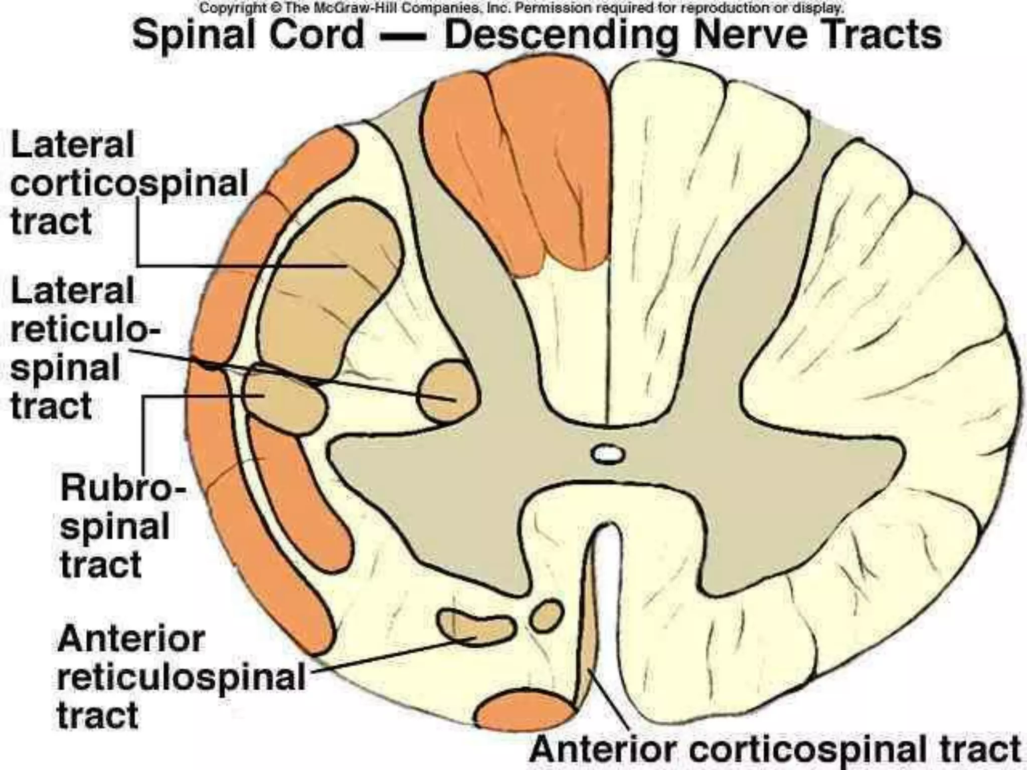 3/9/2017
Neurology for physiotherapist by Prof.DrAhmed
Aboumousa59
 