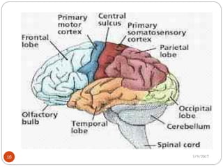Cerebral cortex | PDF