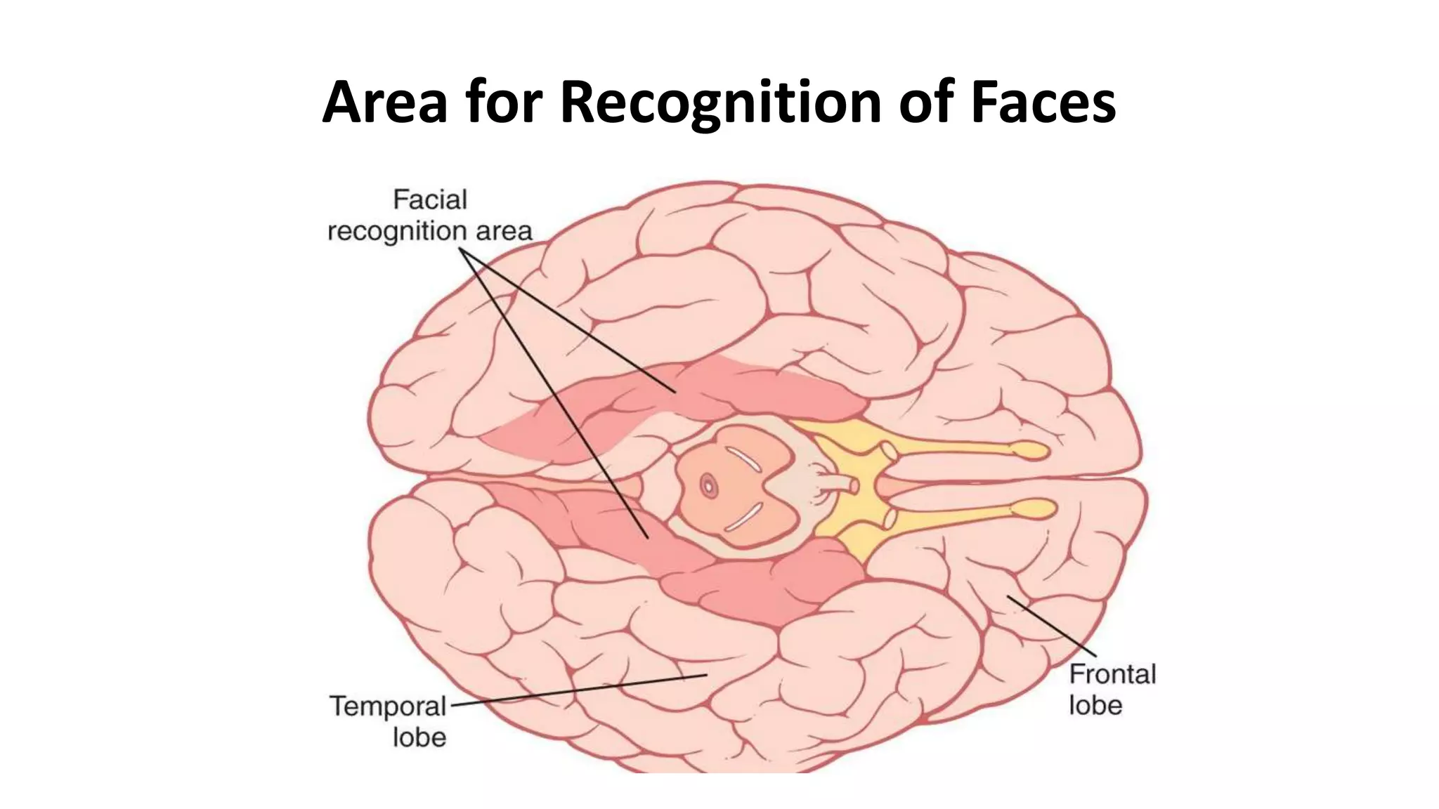 Area for Recognition of Faces
 