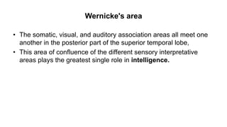 Wernicke's area
• The somatic, visual, and auditory association areas all meet one
another in the posterior part of the superior temporal lobe,
• This area of confluence of the different sensory interpretative
areas plays the greatest single role in intelligence.
 