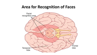 Area for Recognition of Faces
 