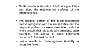 • On the medial undersides of both occipital lobes
and along the medioventral surfaces of the
temporal lobes.
• The occipital portion of this facial recognition
area is contiguous with the visual cortex, and the
temporal portion is closely associated with the
limbic system that has to do with emotions, brain
activation, and control of one's behavioral
response to the environment.
• Lesion results in Prosopagnosia (inability to
recognize faces).
 
