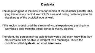 Dyslexia
The angular gyrus is the most inferior portion of the posterior parietal lobe,
lying immediately behind Wernicke's area and fusing posteriorly into the
visual areas of the occipital lobe as well.
If this region is destroyed the stream of visual experiences passing into
Wernicke's area from the visual cortex is mainly blocked.
Therefore, the person may be able to see words and even know that they
are words but not be able to interpret their meanings. This is the
condition called dyslexia, or word blindness.
 