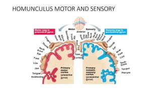 Cerebral cortex | PPT