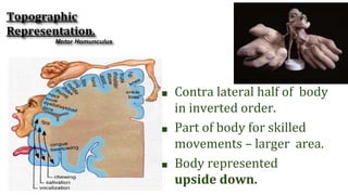 Cerebral Cortex.pptx