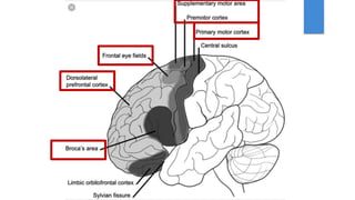 Cerebral Cortex and clinical correlations.pptx