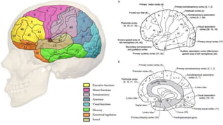 Cerebral Cortex and clinical correlations.pptx