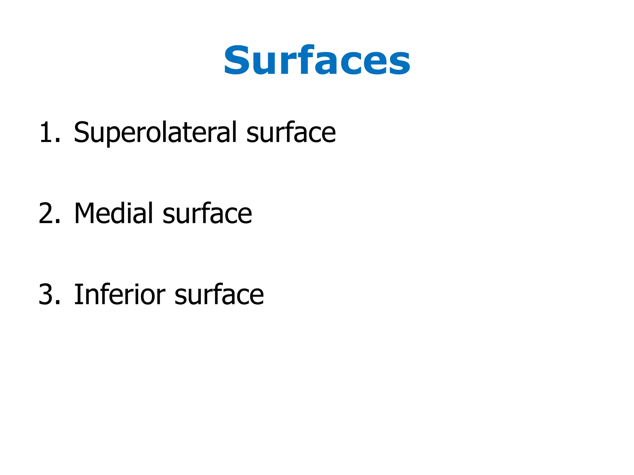 Surfaces
1. Superolateral surface
2. Medial surface
3. Inferior surface
 