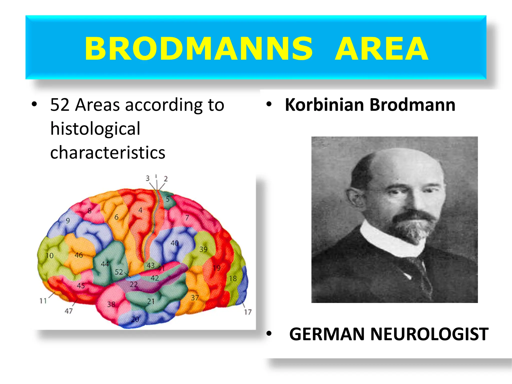 BRODMANNS AREA
• 52 Areas according to
histological
characteristics
• Korbinian Brodmann
• GERMAN NEUROLOGIST
 