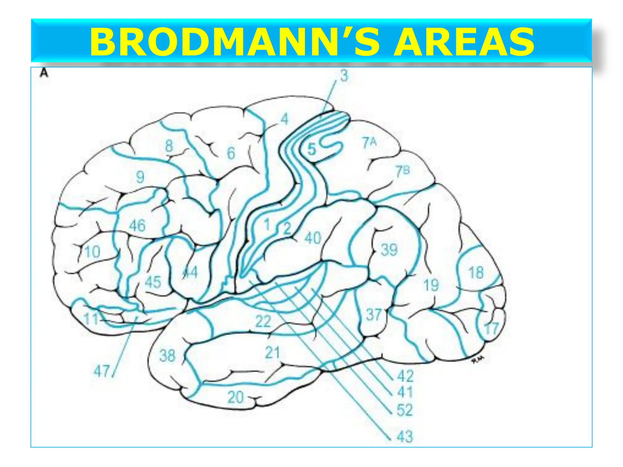 BRODMANN’S AREAS
 