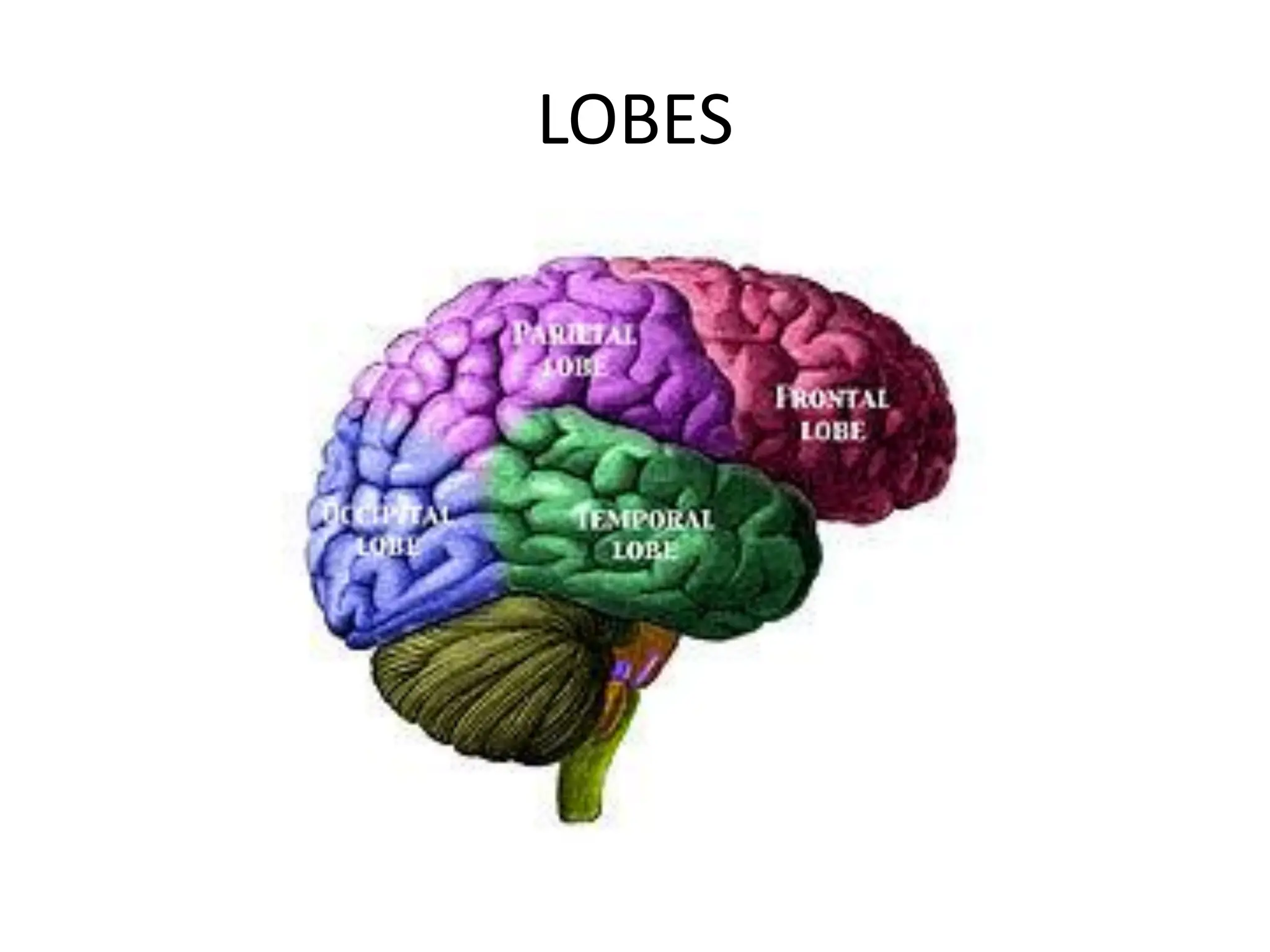 LOBES
 