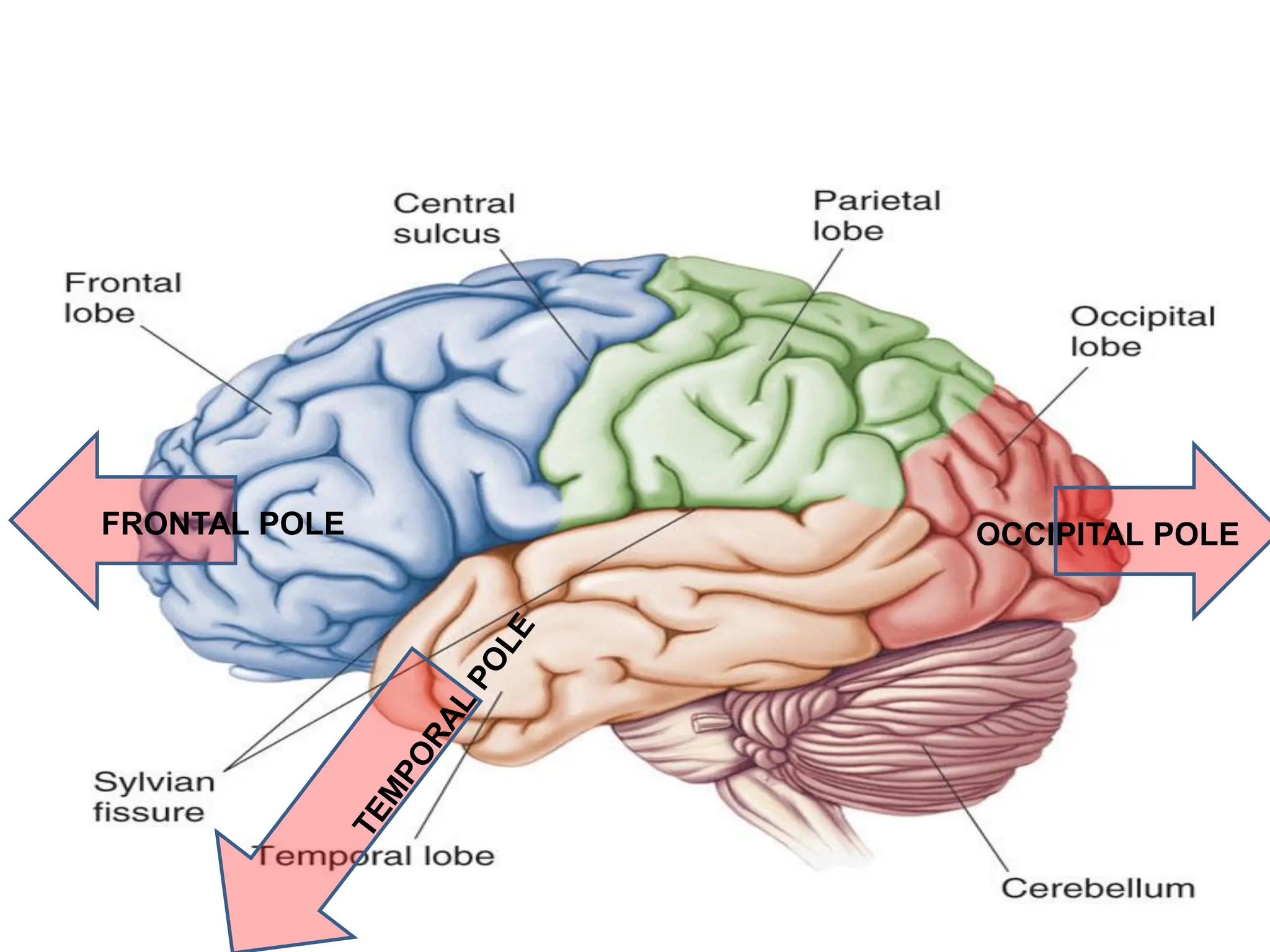 FRONTAL POLE OCCIPITAL POLE
 