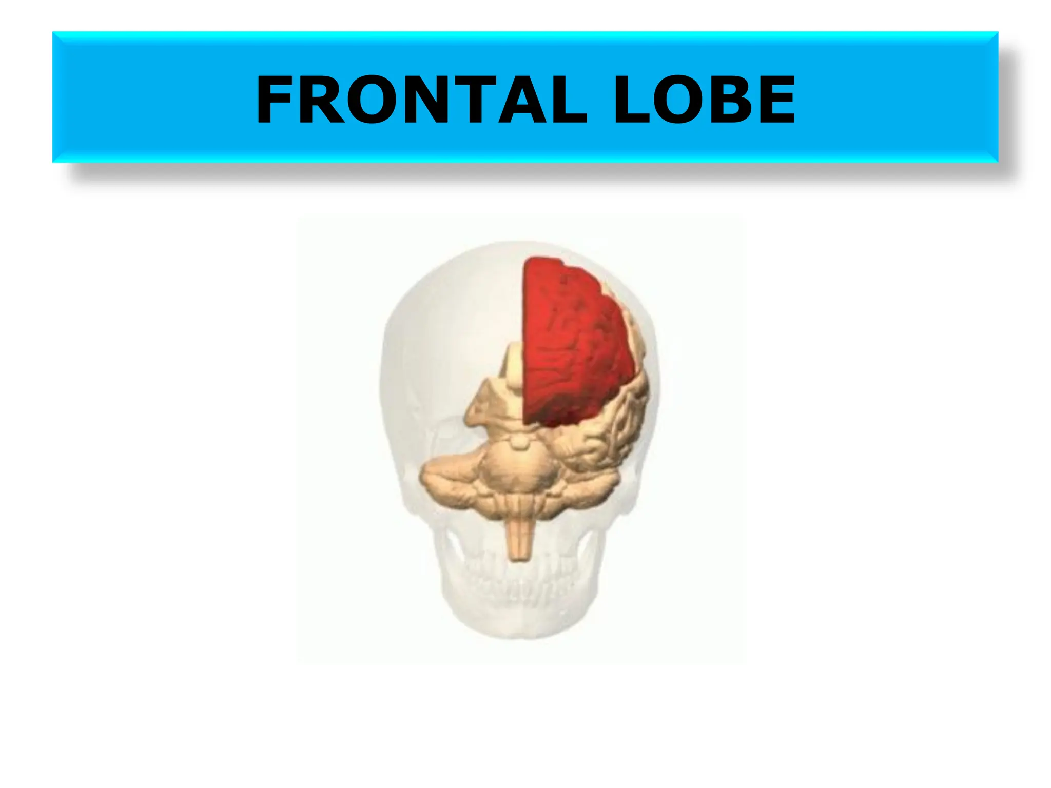 FRONTAL LOBE
 