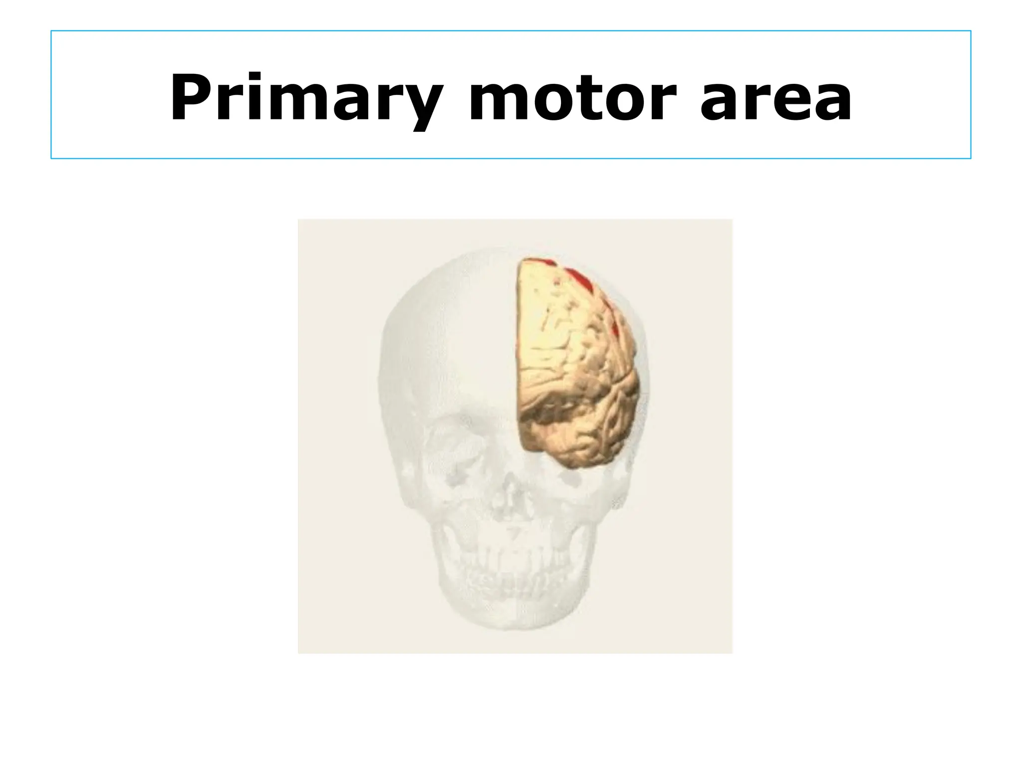 Primary motor area
 