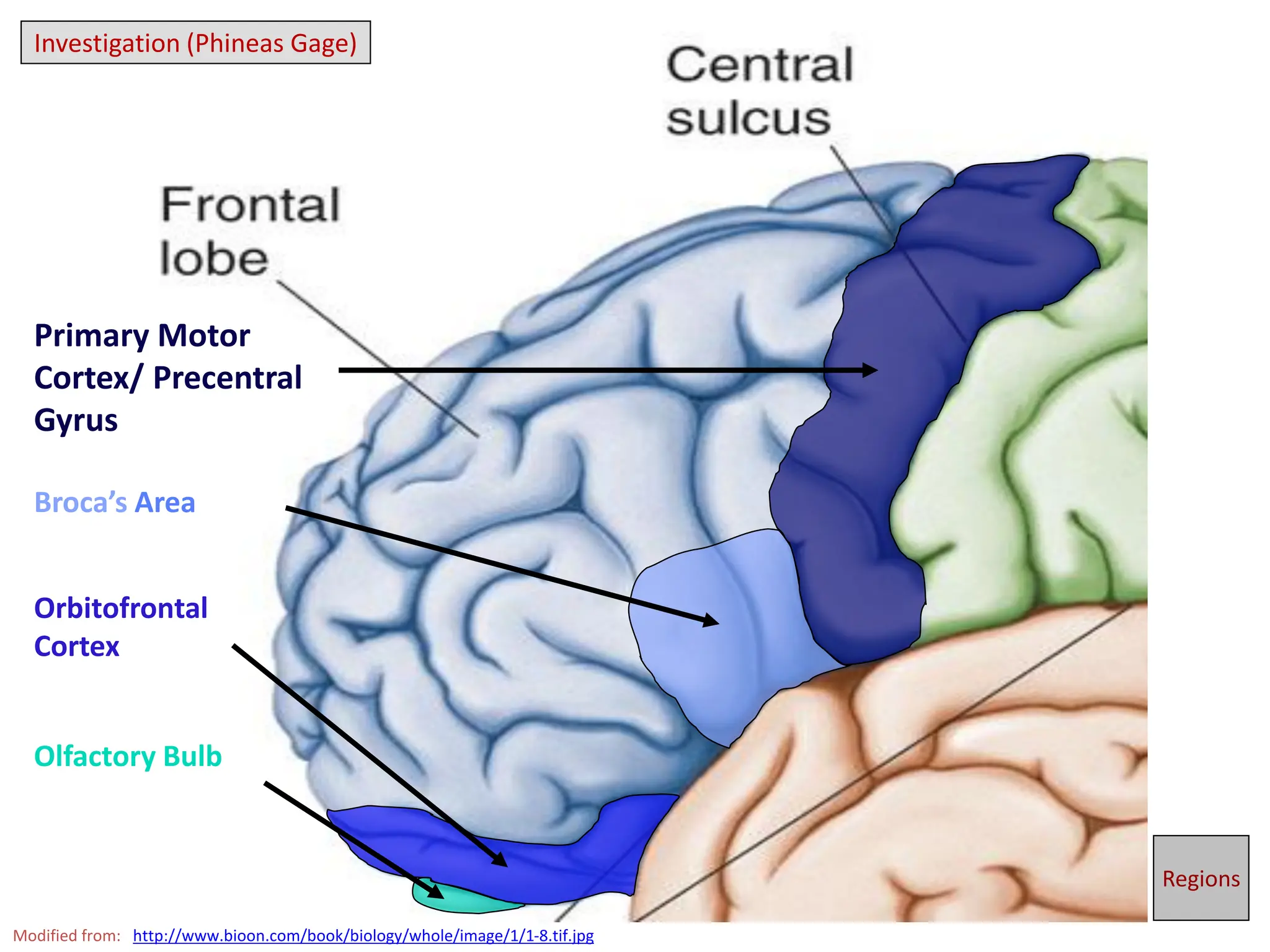 Primary Motor
Cortex/ Precentral
Gyrus
Broca’s Area
Orbitofrontal
Cortex
Olfactory Bulb
Modified from: http://www.bioon.com/book/biology/whole/image/1/1-8.tif.jpg
Regions
Investigation (Phineas Gage)
Investigation (Phineas Gage)
 