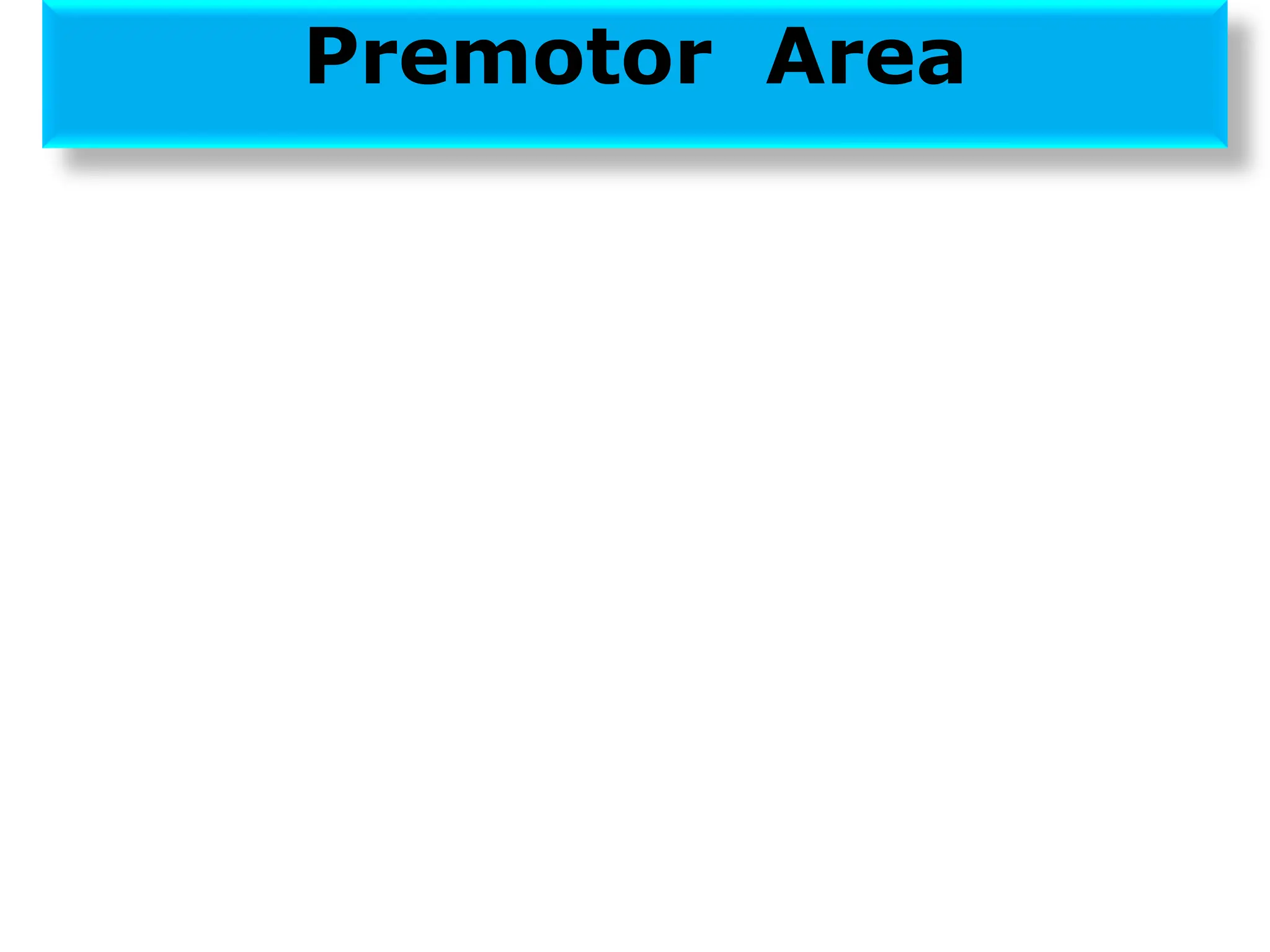 Premotor Area
 