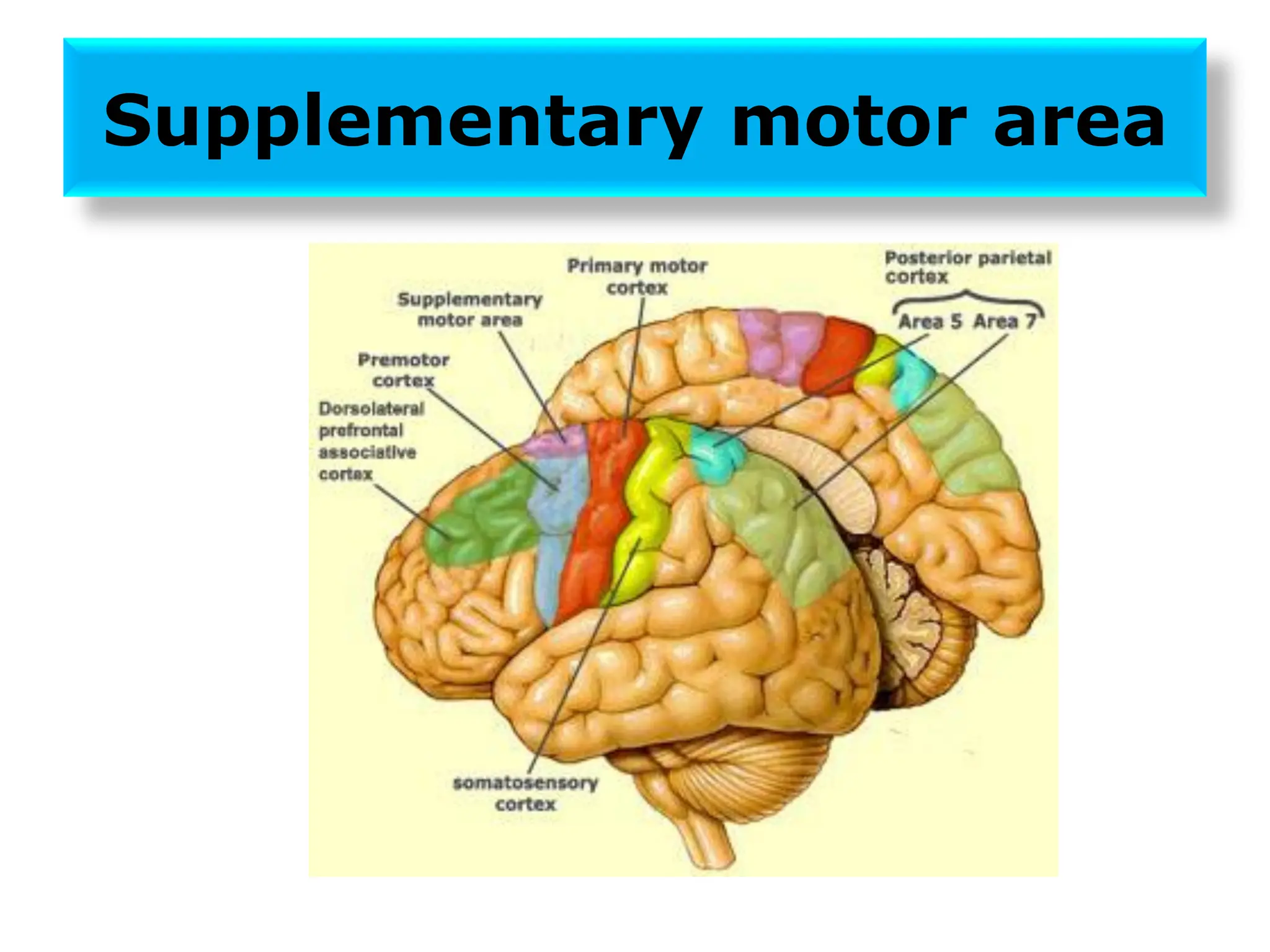 Supplementary motor area
 
