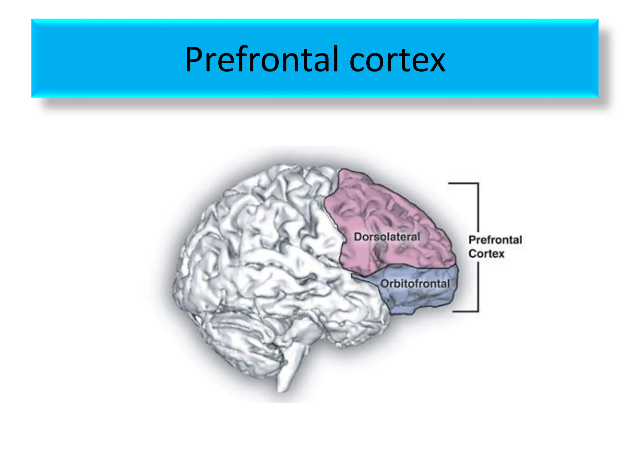 Prefrontal cortex
 