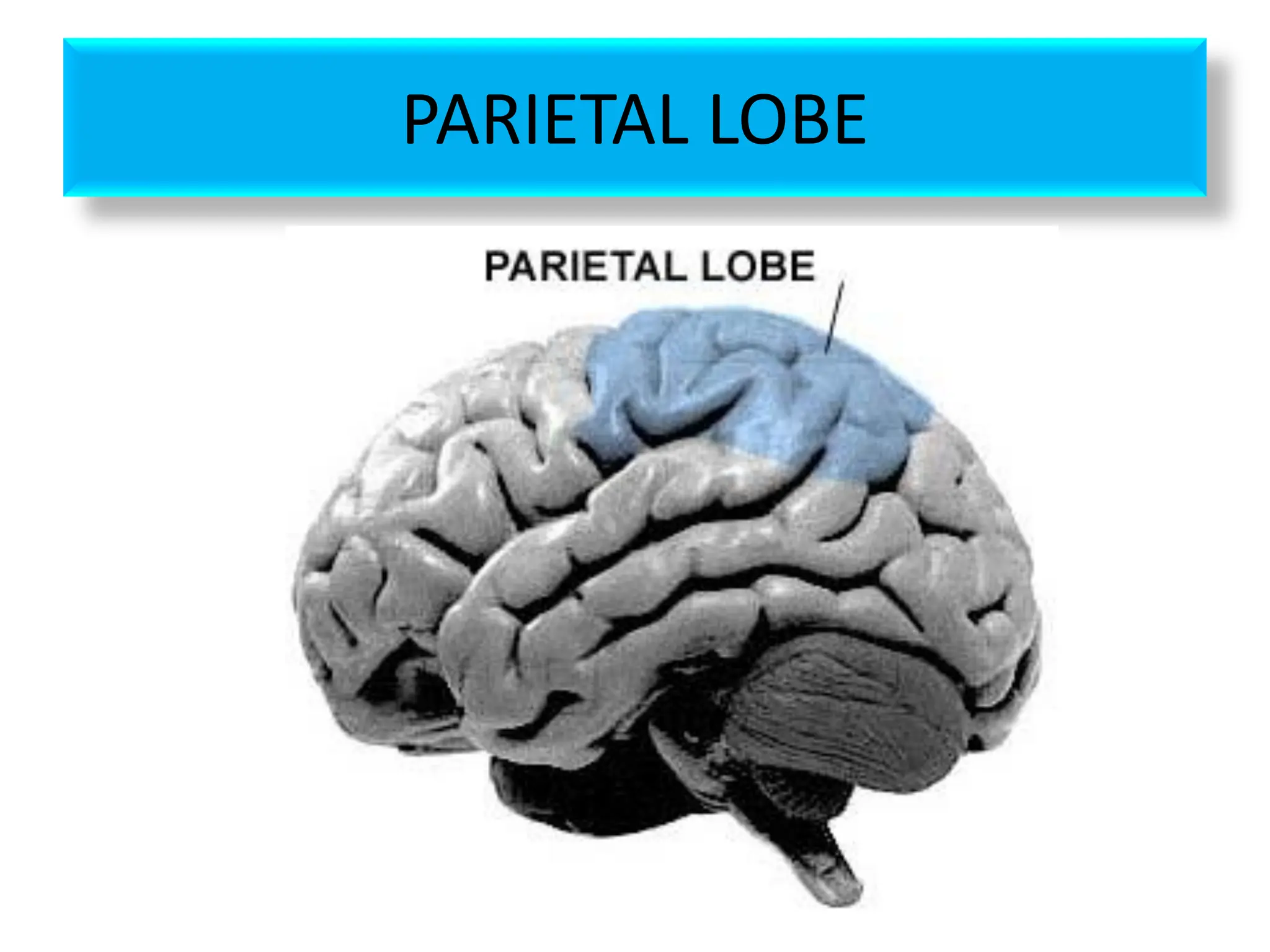 PARIETAL LOBE
 
