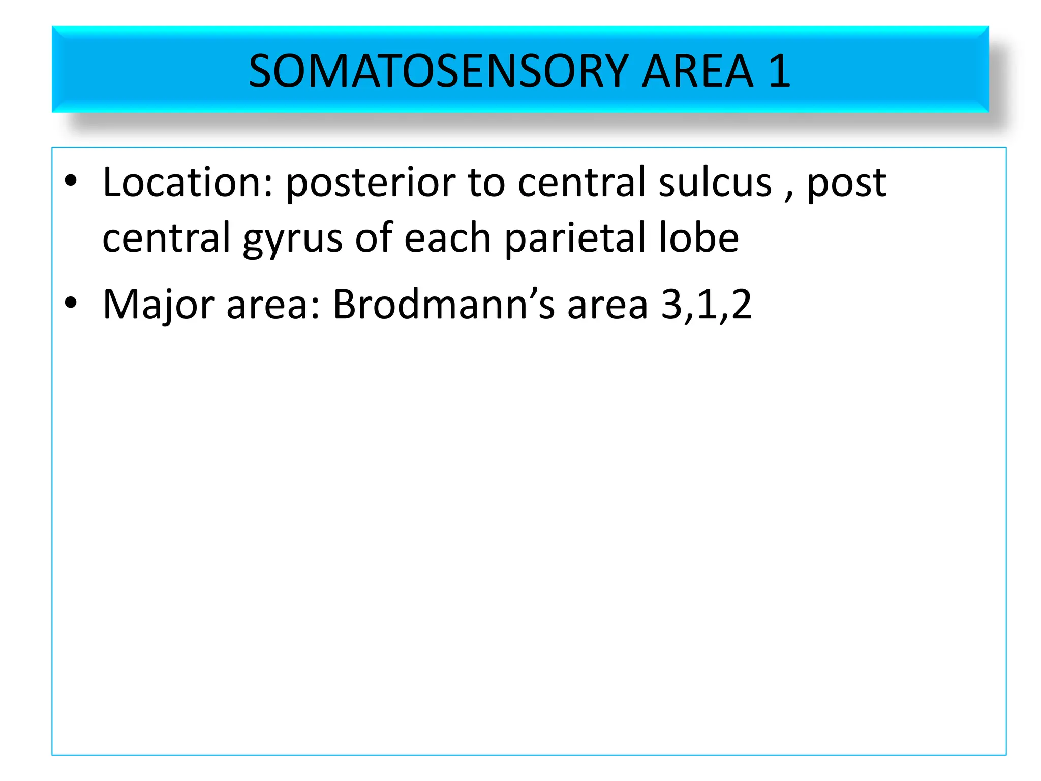 SOMATOSENSORY AREA 1
• Location: posterior to central sulcus , post
central gyrus of each parietal lobe
• Major area: Brodmann’s area 3,1,2
 
