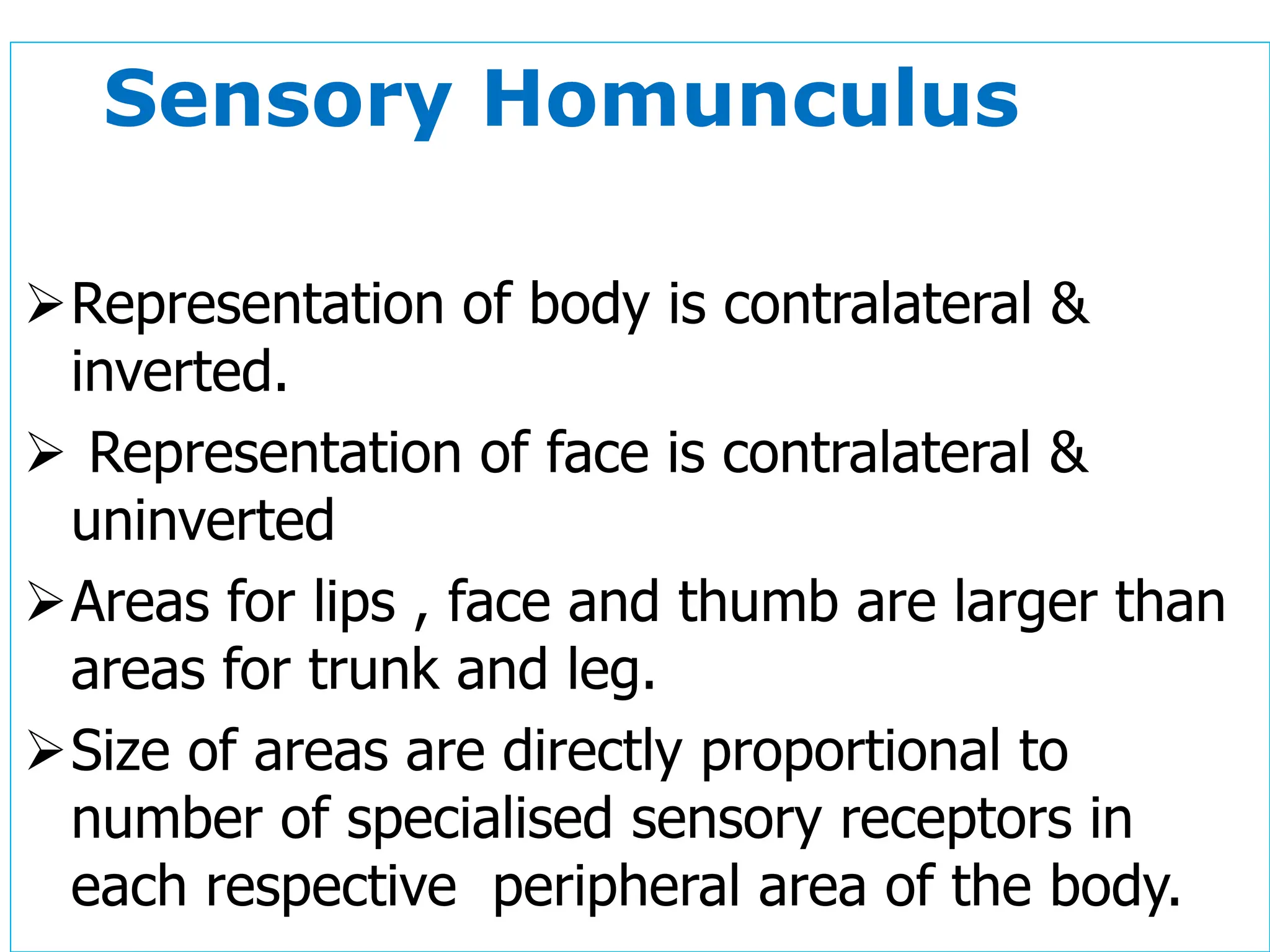Sensory Homunculus
➢Representation of body is contralateral &
inverted.
➢ Representation of face is contralateral &
uninverted
➢Areas for lips , face and thumb are larger than
areas for trunk and leg.
➢Size of areas are directly proportional to
number of specialised sensory receptors in
each respective peripheral area of the body.
 
