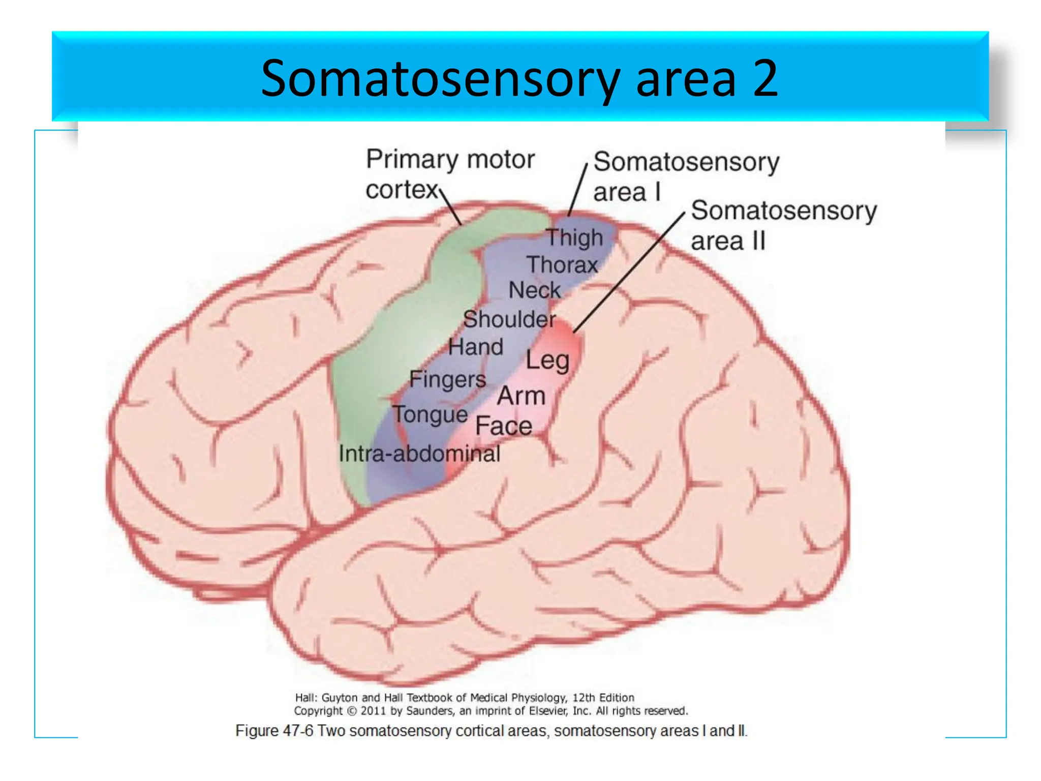 Somatosensory area 2
 