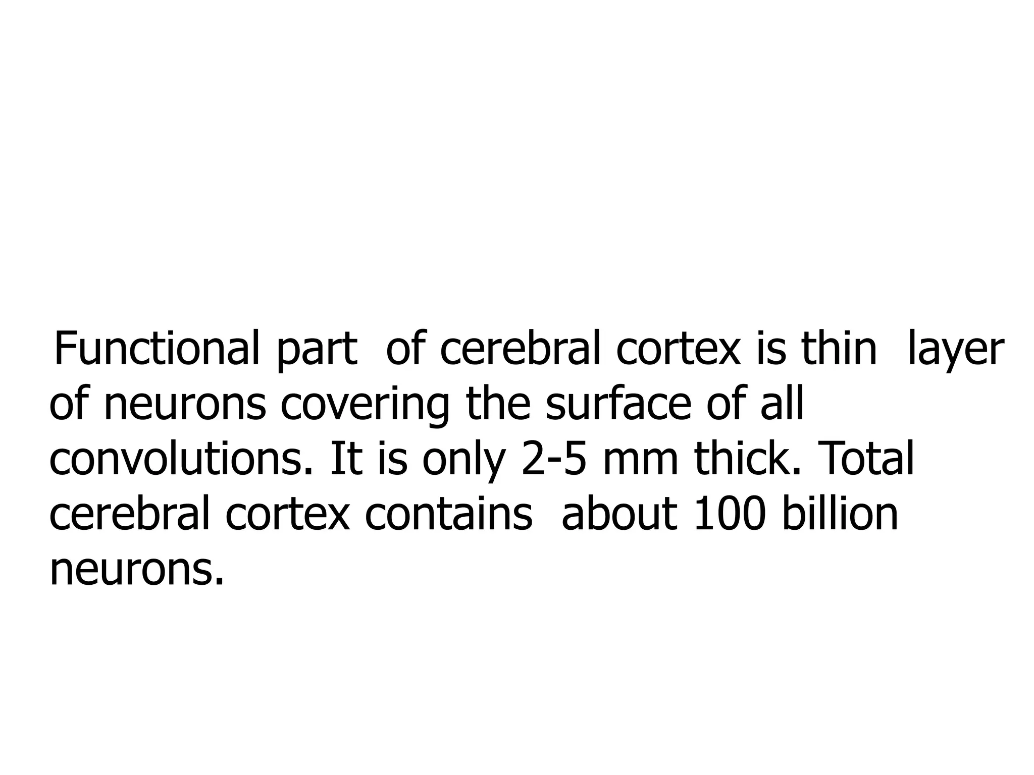 Functional part of cerebral cortex is thin layer
of neurons covering the surface of all
convolutions. It is only 2-5 mm thick. Total
cerebral cortex contains about 100 billion
neurons.
 