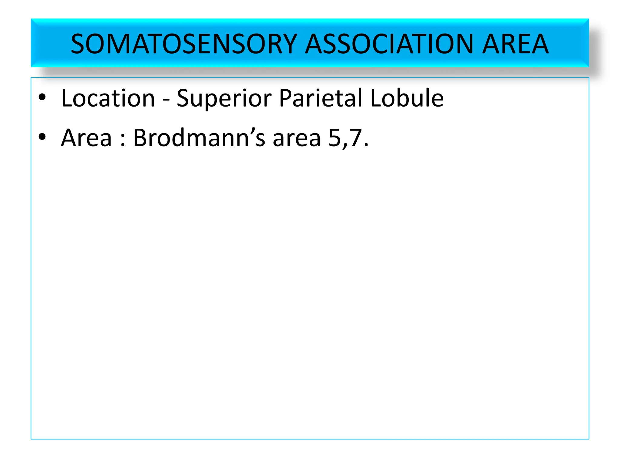 SOMATOSENSORY ASSOCIATION AREA
• Location - Superior Parietal Lobule
• Area : Brodmann’s area 5,7.
 