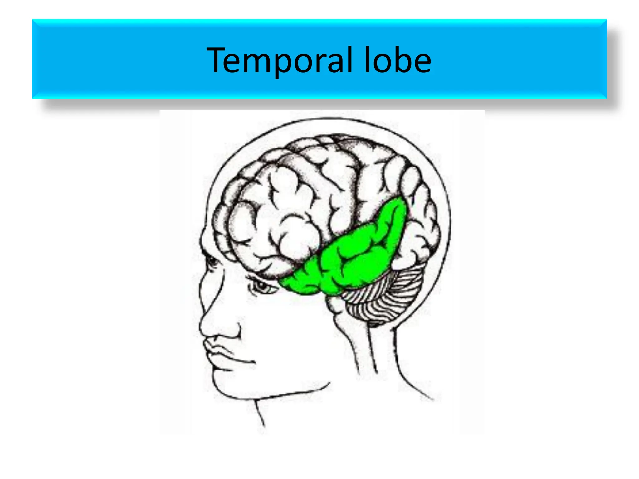 Temporal lobe
 