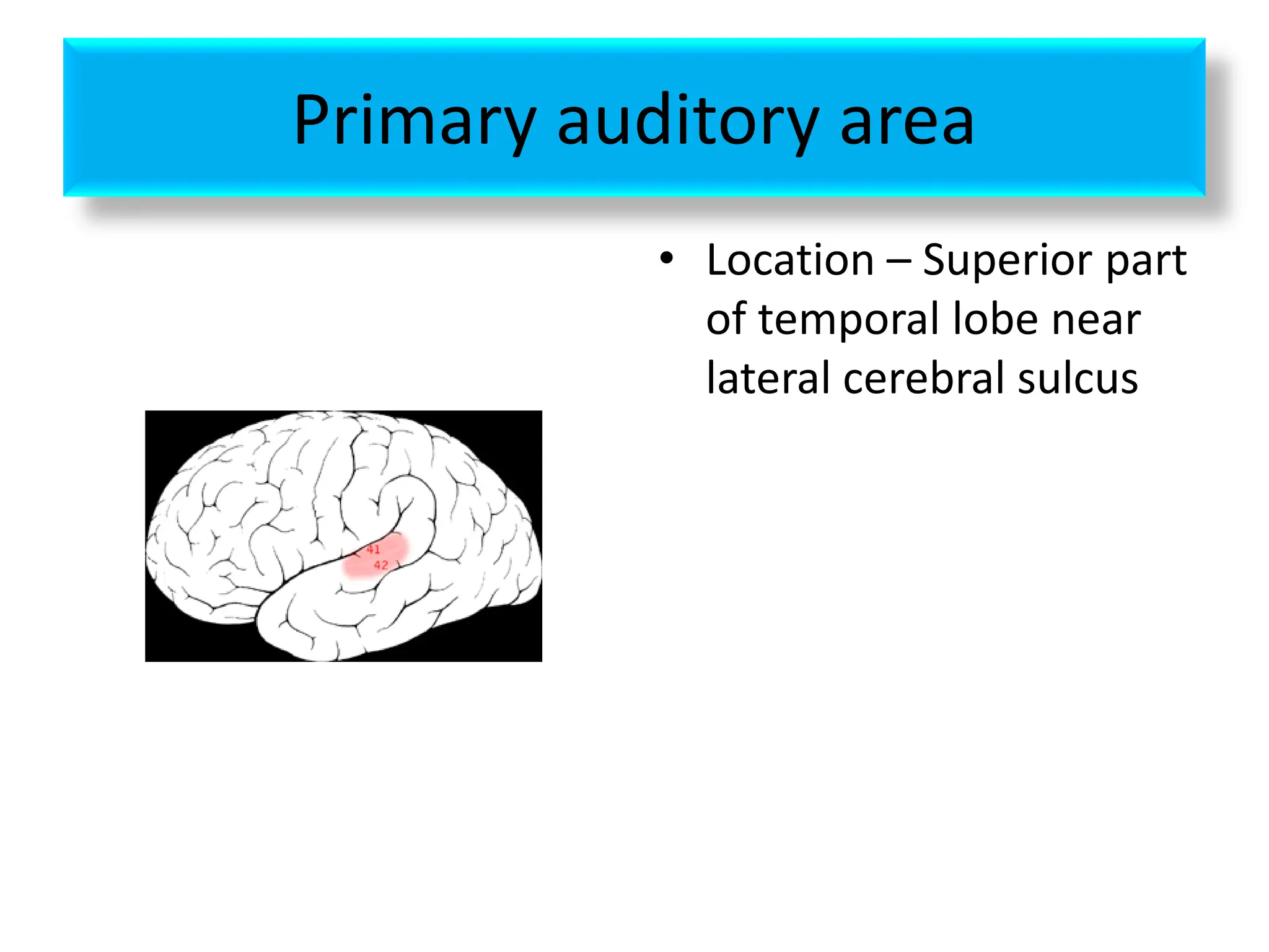 Primary auditory area
• Location – Superior part
of temporal lobe near
lateral cerebral sulcus
 