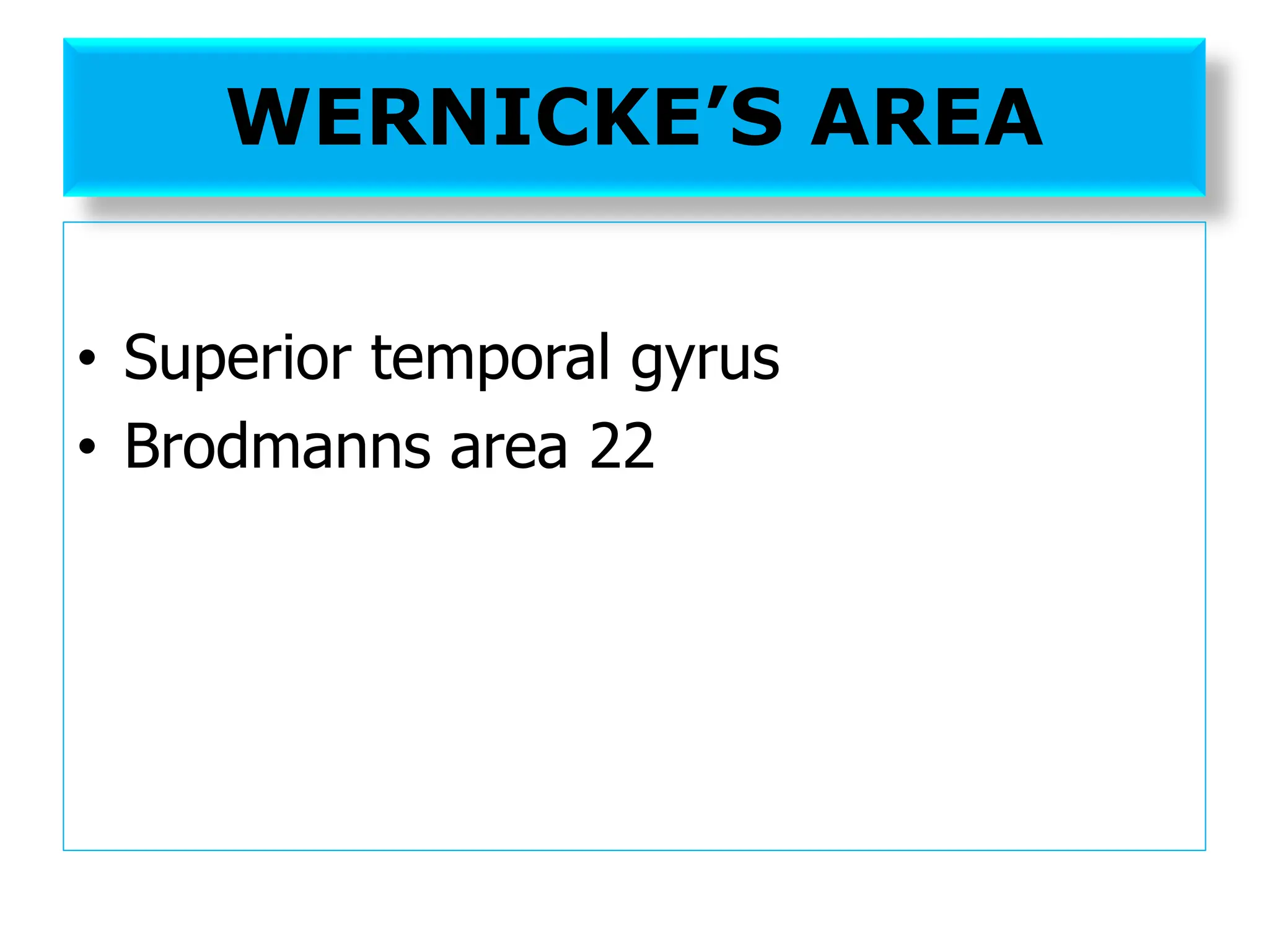 WERNICKE’S AREA
• Superior temporal gyrus
• Brodmanns area 22
 