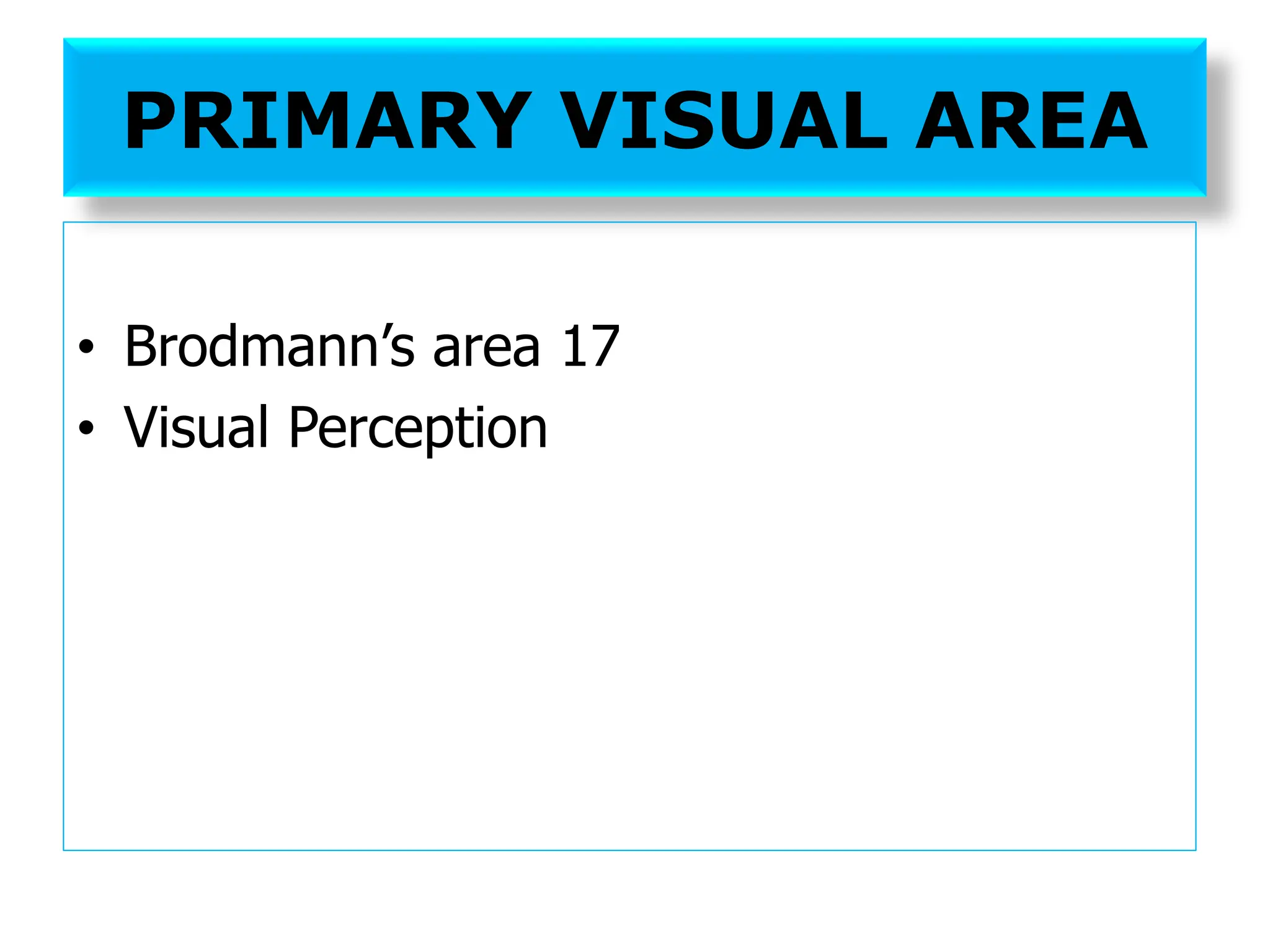 PRIMARY VISUAL AREA
• Brodmann’s area 17
• Visual Perception
 