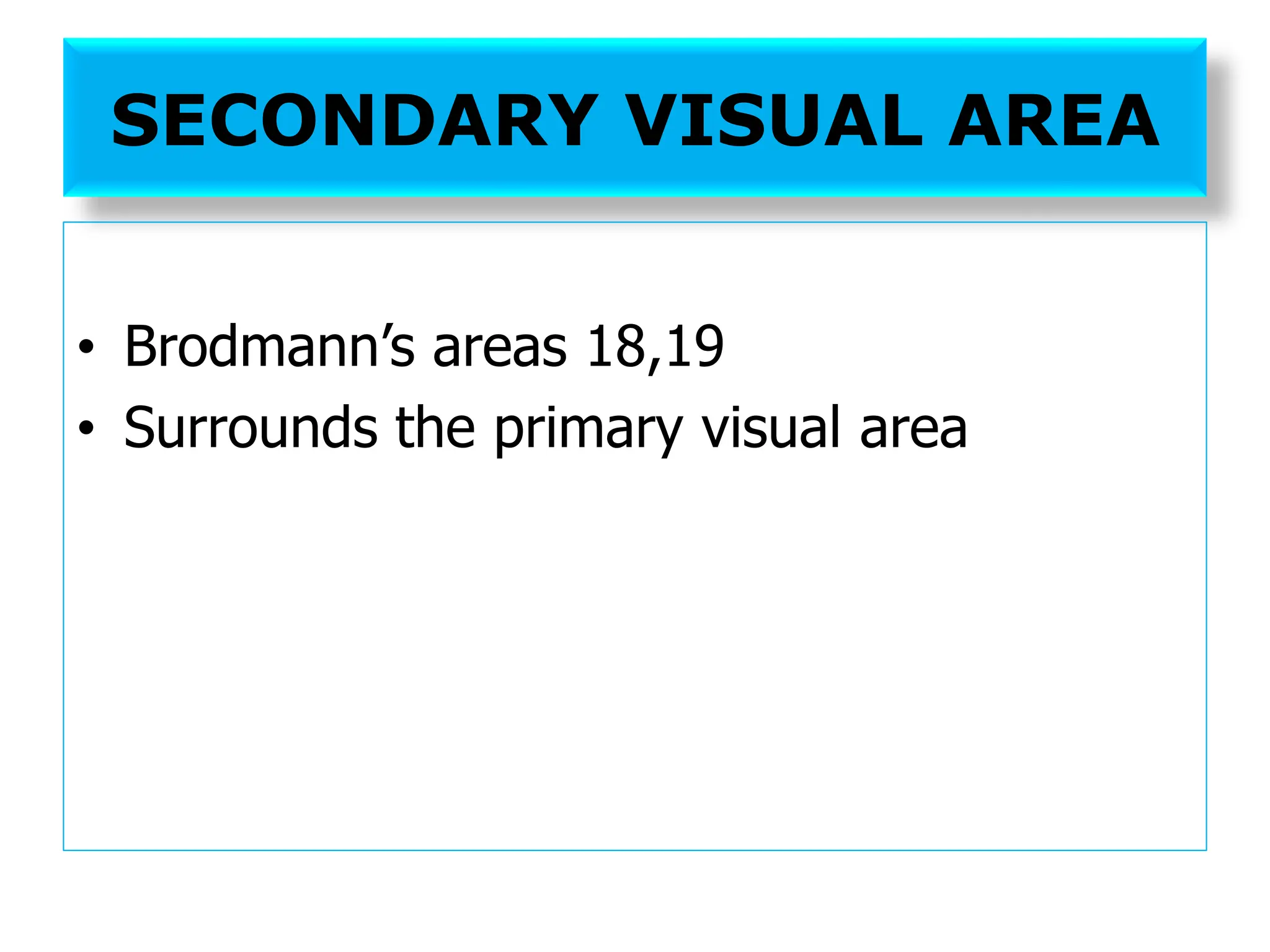SECONDARY VISUAL AREA
• Brodmann’s areas 18,19
• Surrounds the primary visual area
 