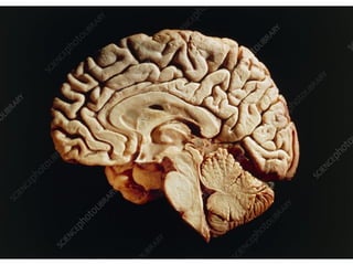 CEREBRAL CORTEX FOR BRAIN THE ORGAN OF .pdf