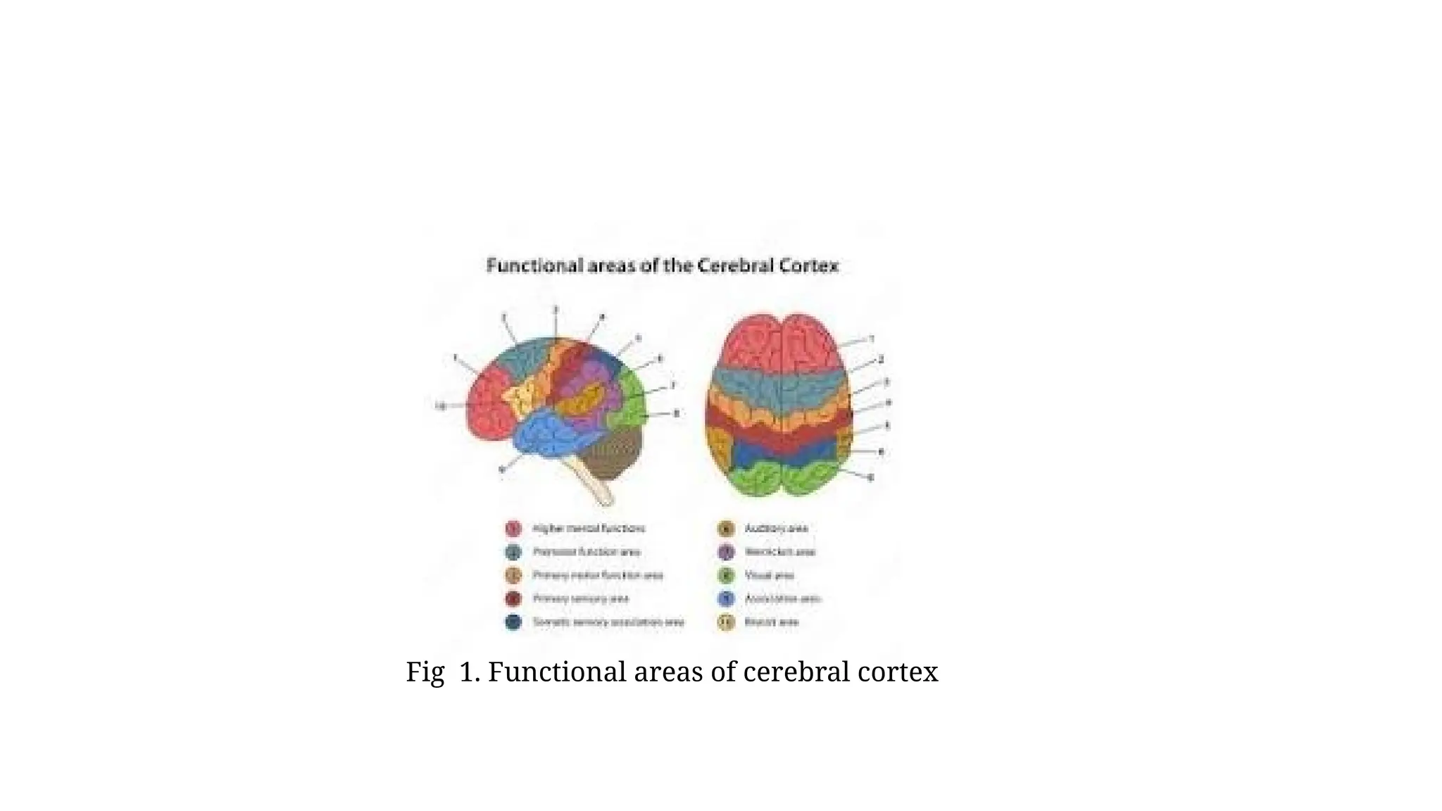 Fig 1. Functional areas of cerebral cortex
 