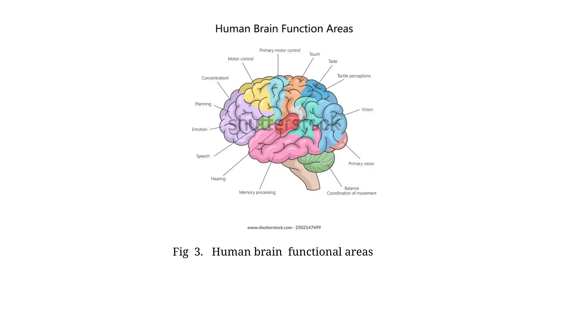 Fig 3. Human brain functional areas
 