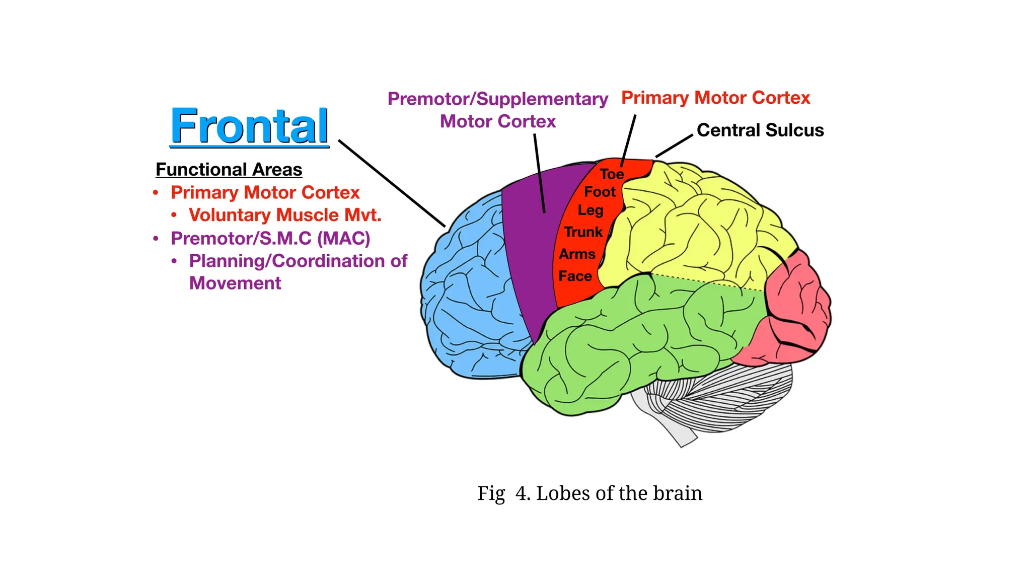 Fig 4. Lobes of the brain
 