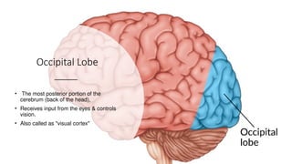 Cerebral cortex function and disorder .pptx