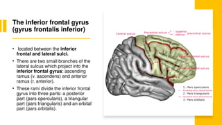 Cerebral cortex function and disorder .pptx