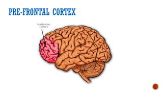 Comprehensive Overview of the Cerebral Cortex: Structure, Function, and ...
