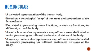 Comprehensive Overview of the Cerebral Cortex: Structure, Function, and ...