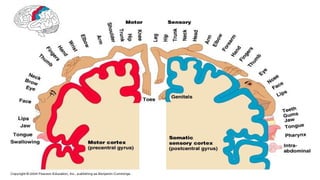 Comprehensive Overview of the Cerebral Cortex: Structure, Function, and ...