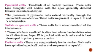 Pyramidal Core Comprehensive Overview of the Cerebral Cortex: Structure, Function, and ...