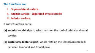 The 3 surfaces are:
I. Supero-lateral surface.
II. Medial surface - separated by falx cerebri
III. Inferior surface.
It consists of two parts:
(a) anteriorly-orbital part, which rests on the roof of orbital and nasal
cavities
(b) posteriorly-tentorial part, which rests on the tentorium cerebelli
between temporal and frontal pole.
10
 