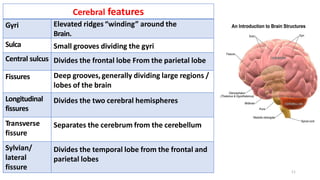 Cerebral features
Gyri Elevated ridges “winding” around the
Brain.
Sulca Small grooves dividing the gyri
Central sulcus Divides the frontal lobe From the parietal lobe
Fissures Deep grooves,generally dividing large regions /
lobes of the brain
Longitudinal
fissures
Divides the two cerebral hemispheres
Transverse
fissure
Separates the cerebrum from the cerebellum
Sylvian/
lateral
fissure
Divides the temporal lobe from the frontal and
parietal lobes
11
 
