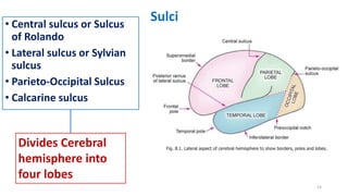 Sulci
• Central sulcus or Sulcus
of Rolando
• Lateral sulcus or Sylvian
sulcus
• Parieto-Occipital Sulcus
• Calcarine sulcus
Divides Cerebral
hemisphere into
four lobes
14
 