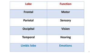 Lobe Function
Frontal Motor
Parietal Sensory
Occipital Vision
Temporal Hearing
Limbic lobe Emotions
16
 