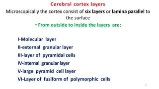 Cerebral cortex layers
Microscopically the cortex consist of six layers or lamina parallel to
the surface
• From outside to inside the layers are:
I-Molecular layer
II-external granular layer
III-layer of pyramidal cells
IV-internal granular layer
V-large pyramid cell layer
VI-Layer of fusiform of polymorphic cells
17
 